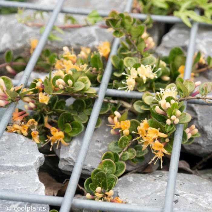 Lonicera crassifolia 'Little Honey' plant