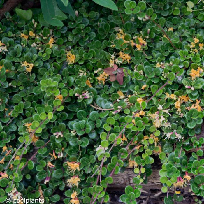 Lonicera crassifolia 'Little Honey' plant