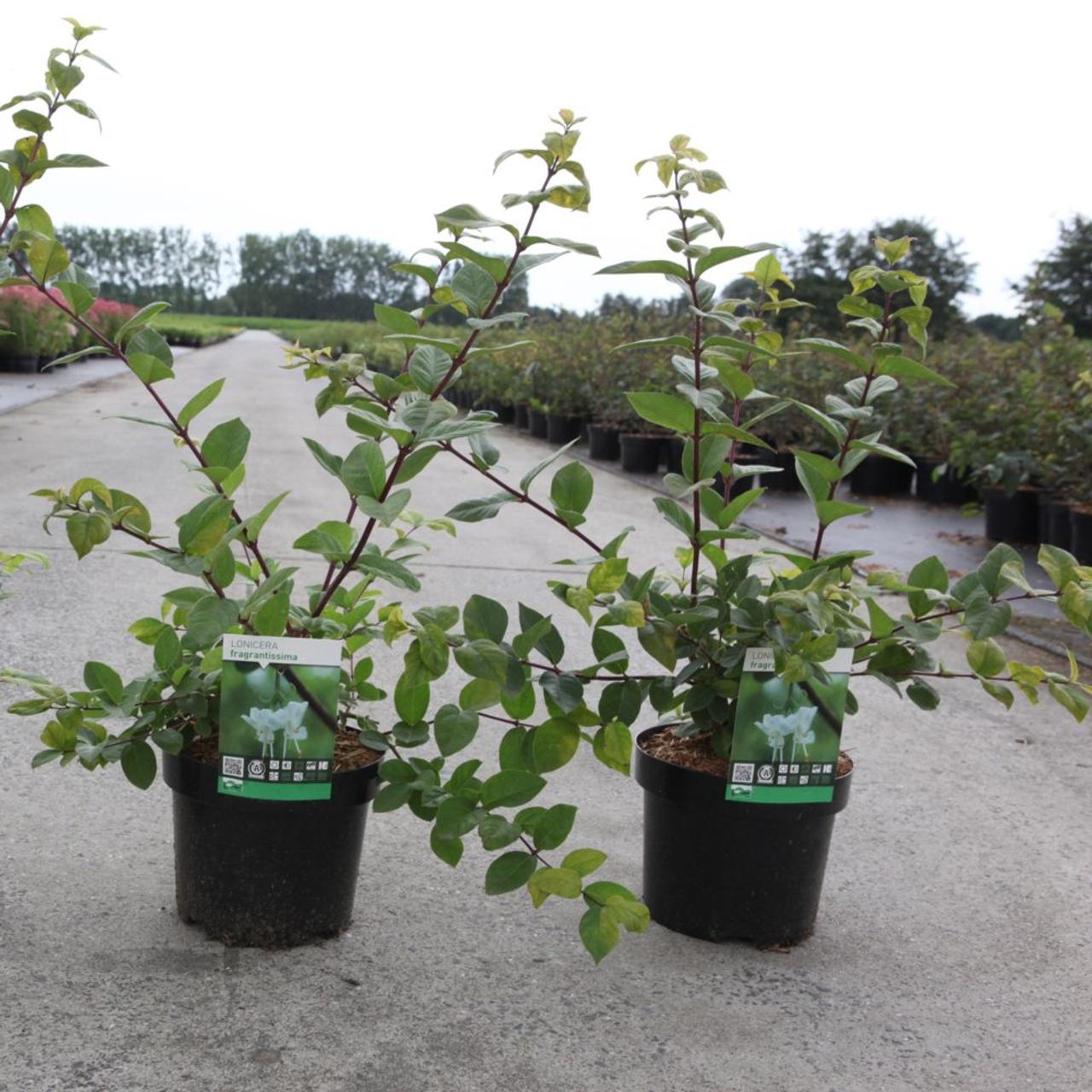 Lonicera fragrantissima plant