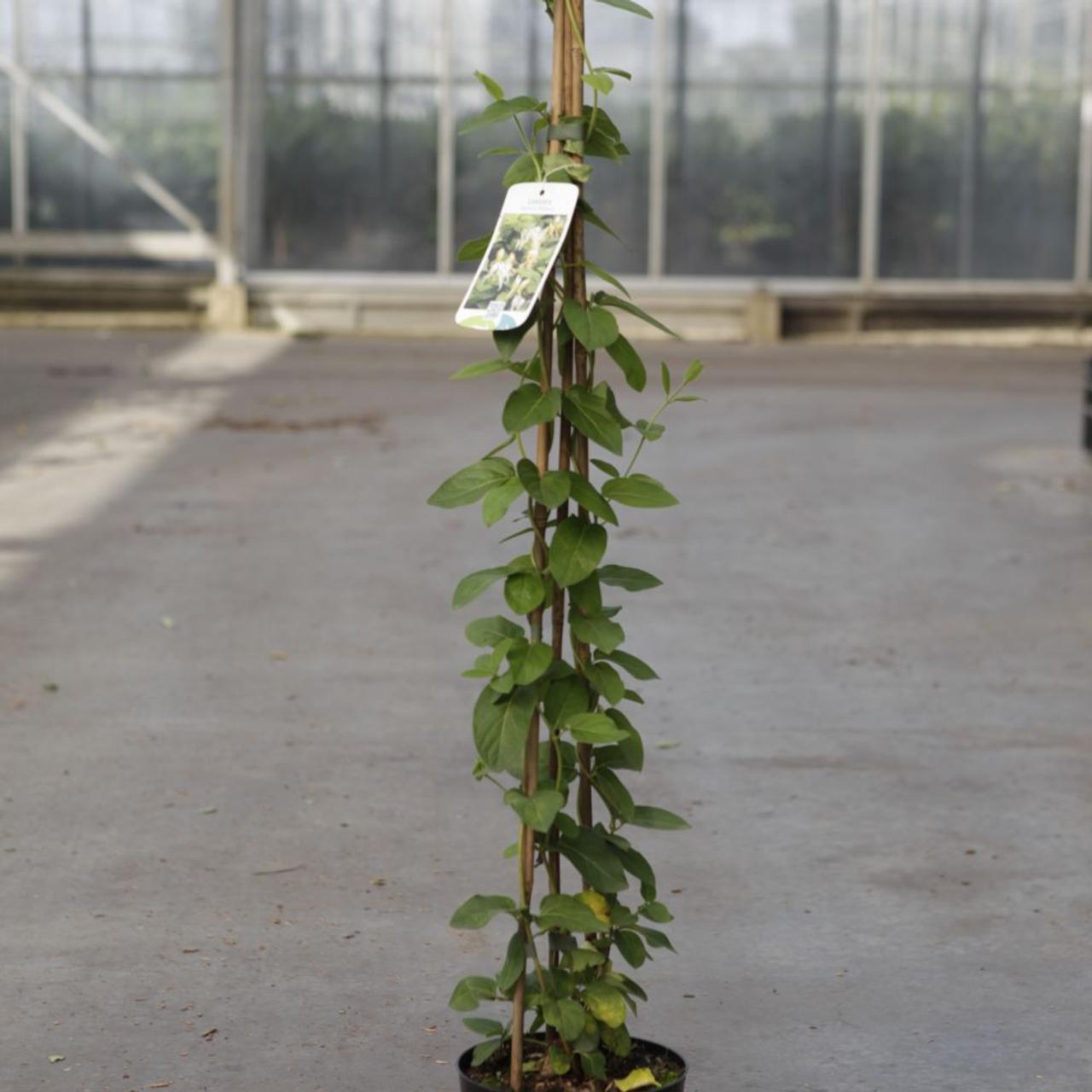 Lonicera japonica 'Halliana' plant