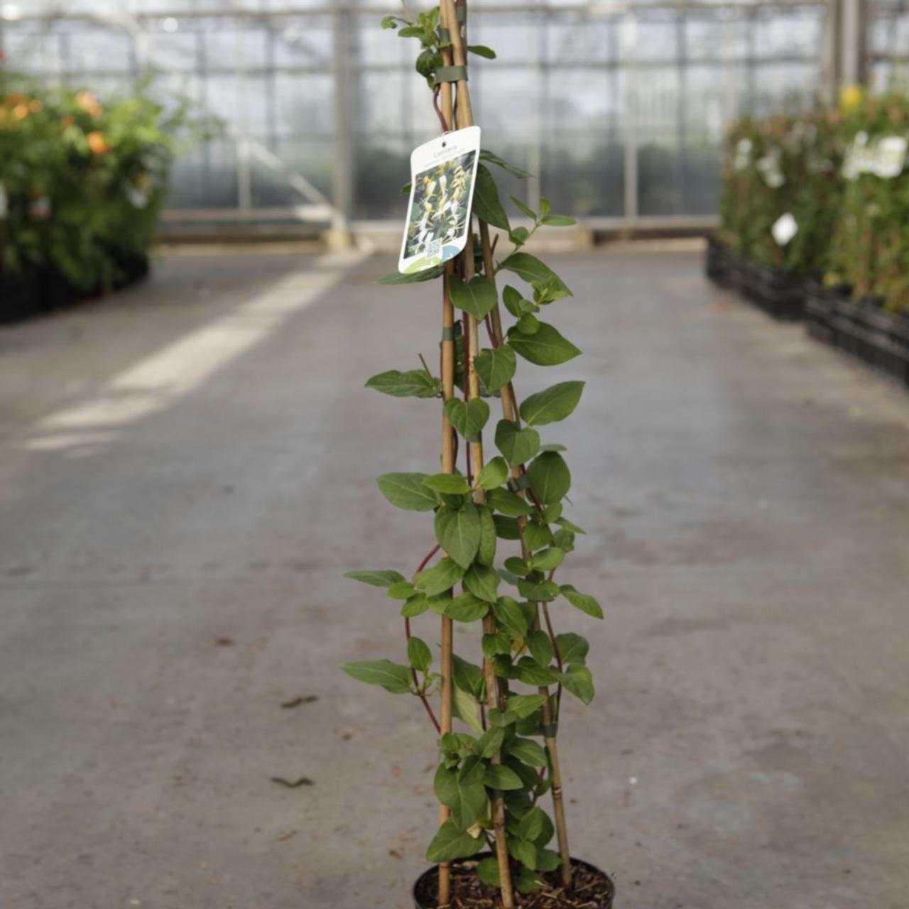 Lonicera japonica 'Hall's Prolific' plant