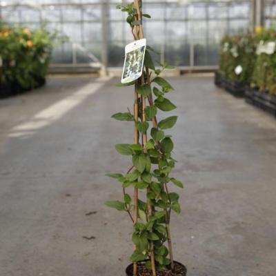 lonicera-japonica-halls-prolific