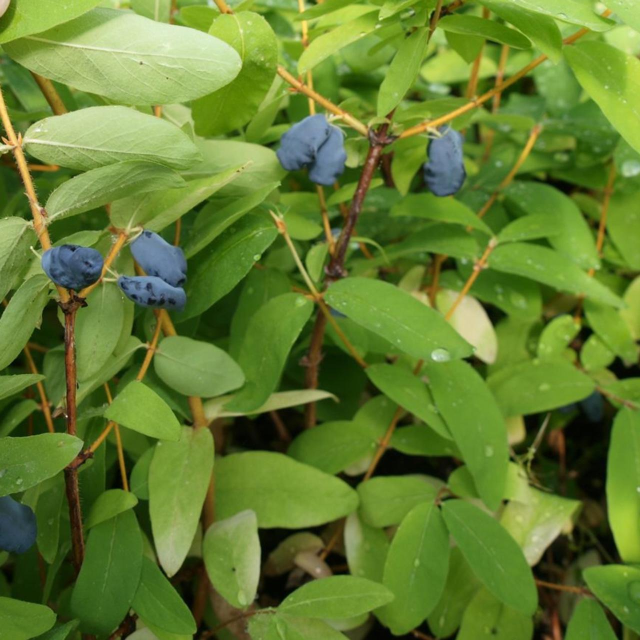 Lonicera kamtschatica 'Balalaika' plant