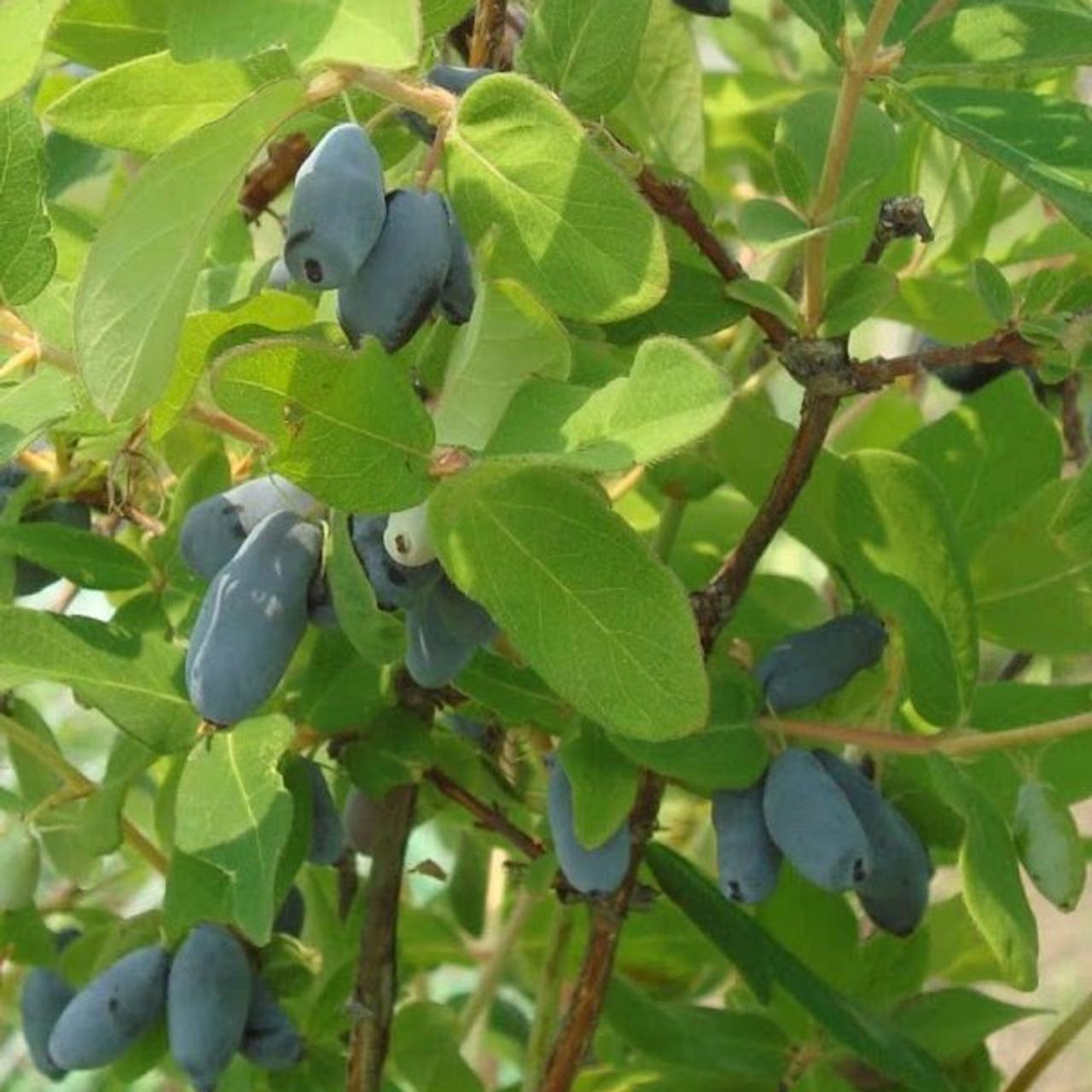 Жимолость павловская описание сорта. Жимолость съедобная (Lonicera edulis `Волхова`). Жимолость Камчатская. Жимолость бии Майберри. Lonicera kamtschatica.