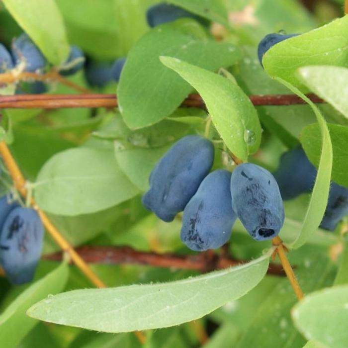 Lonicera kamtschatica 'Sweet Myberry' plant