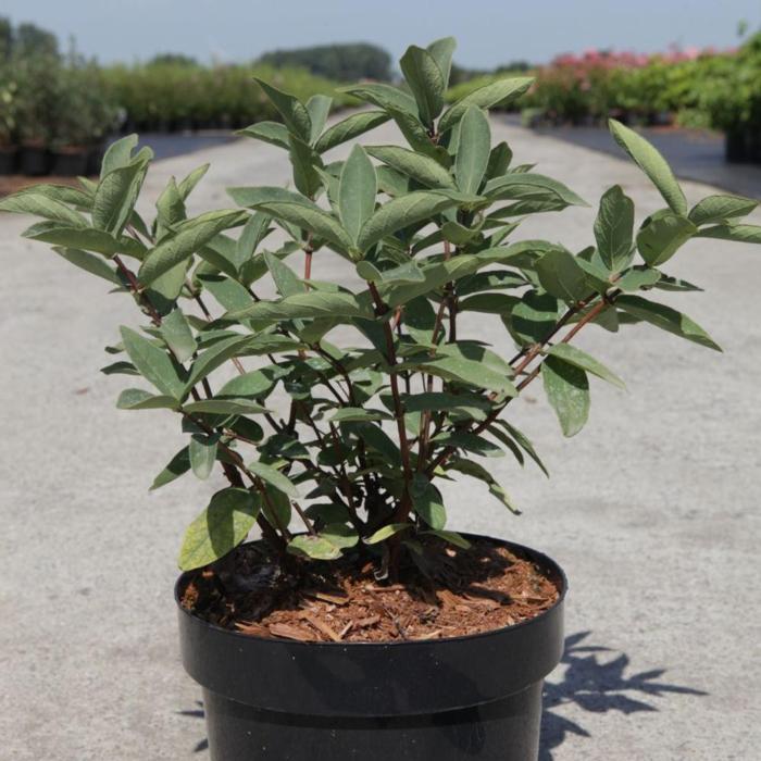 Lonicera kamtschatica 'Sweet Myberry' plant