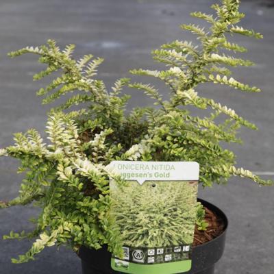 lonicera-nitida-baggesens-gold