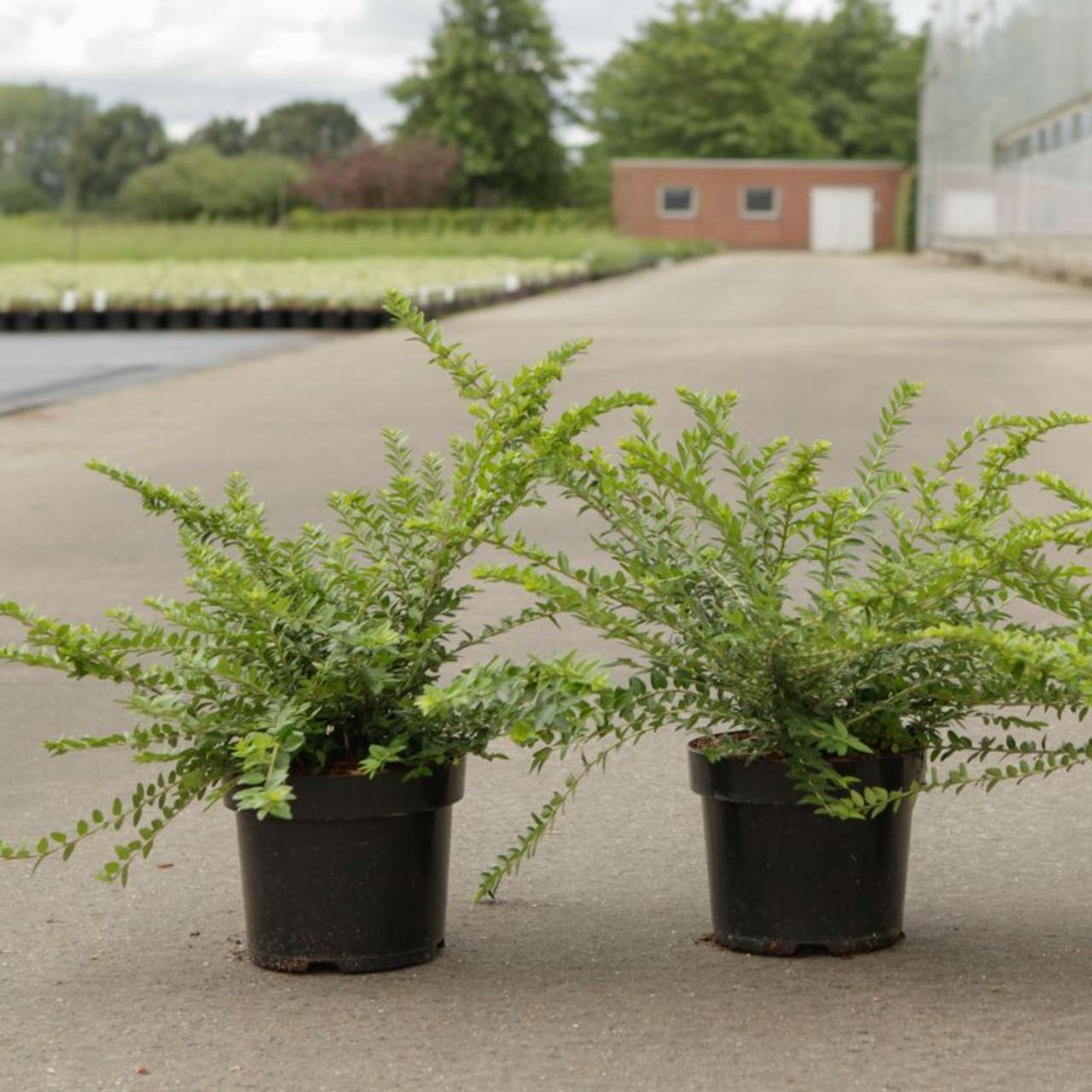 Lonicera nitida 'Maigrun' plant