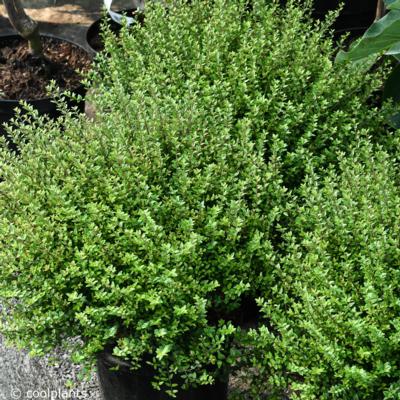 lonicera-nitida-scoop