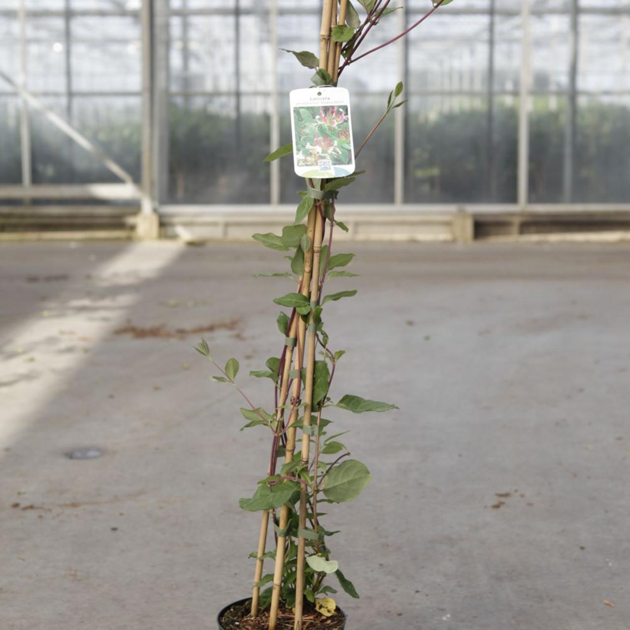 Lonicera periclymenum 'Belgica Select' plant