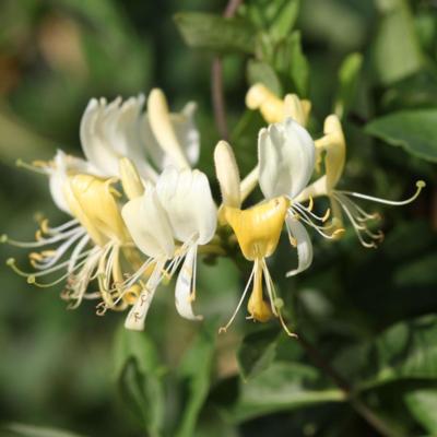 lonicera-periclymenum-scentsation