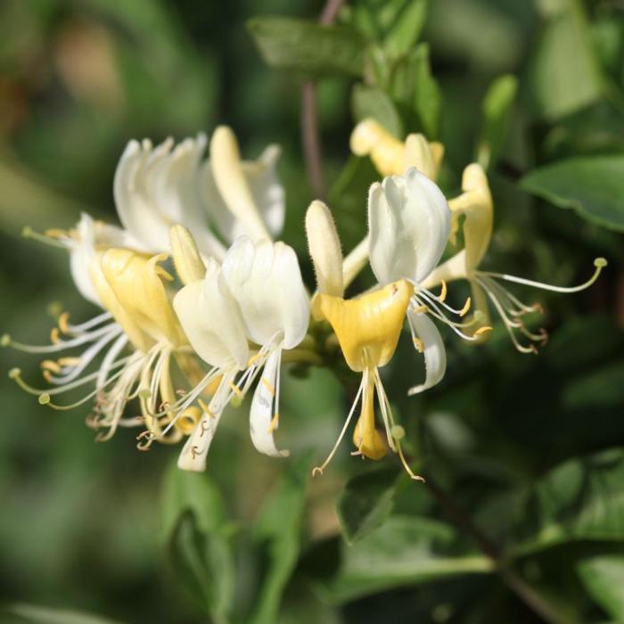 Lonicera periclymenum 'Scentsation' plant