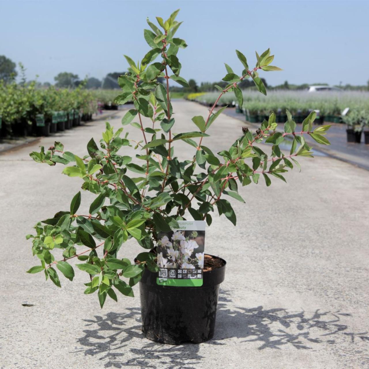 Lonicera purpusii 'Winter Beauty' plant