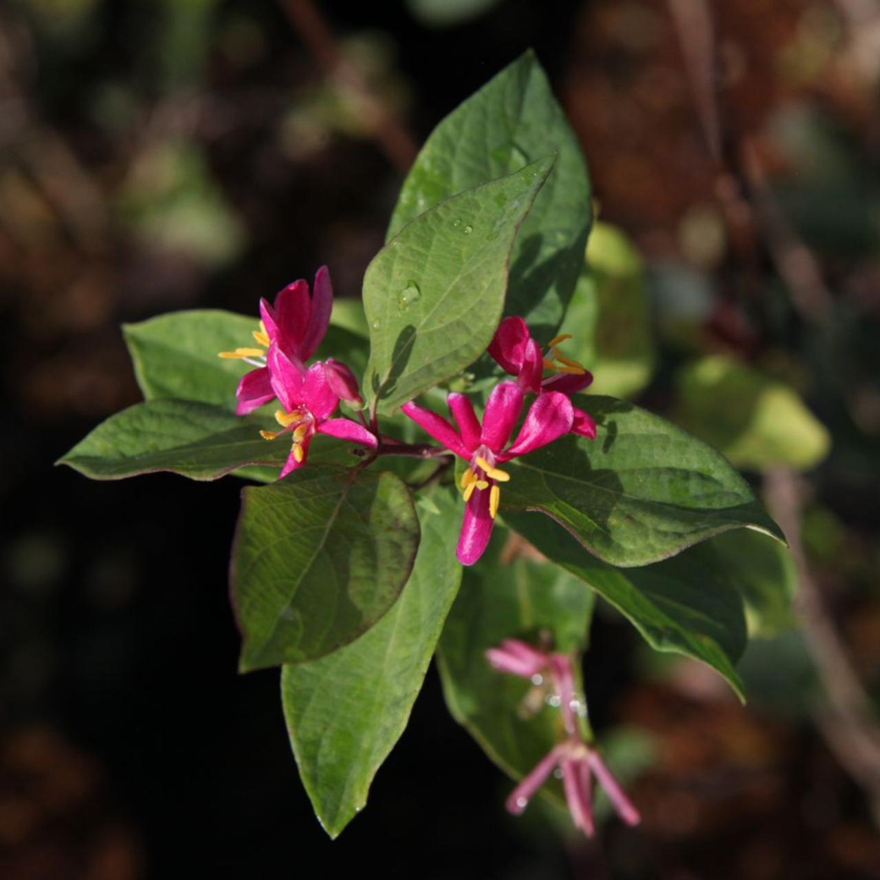 Lonicera tatar. 'Arnold Red' plant