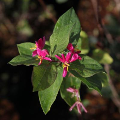 lonicera-tatar-arnold-red