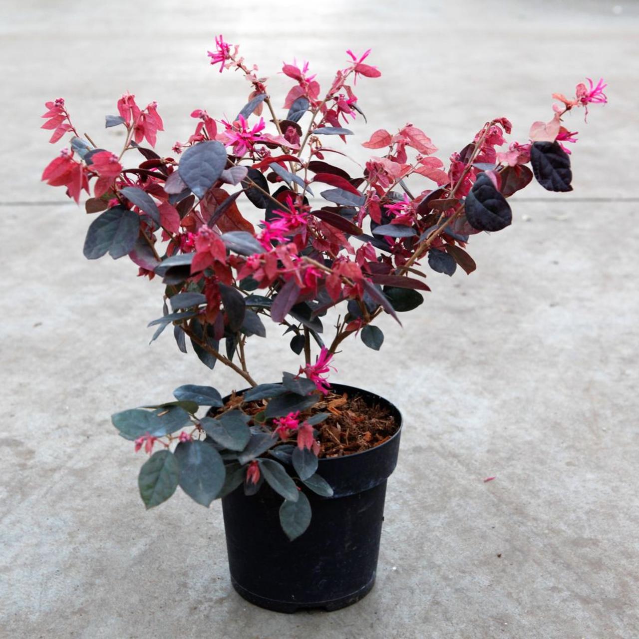 Loropetalum chinense 'Fire Dance' plant