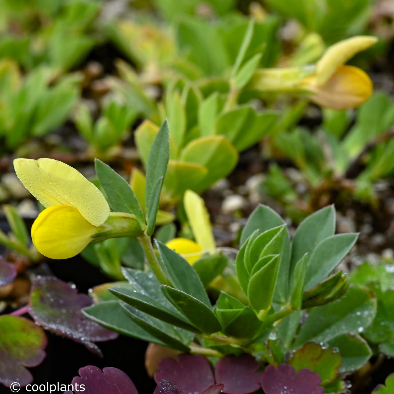 Lotus maritimus plant