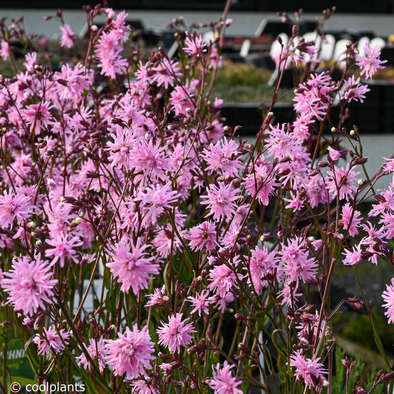 Lychnis 'Jenny' plant