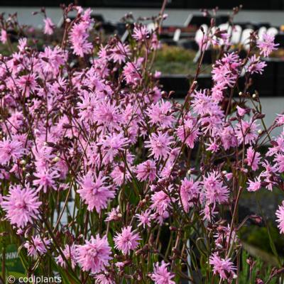 lychnis-jenny