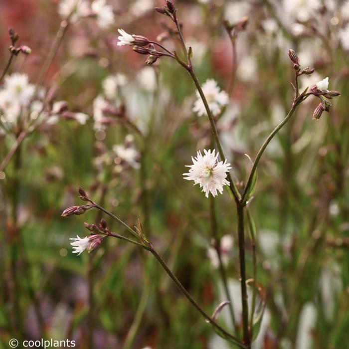 Lychnis 'Petit Henri' plant