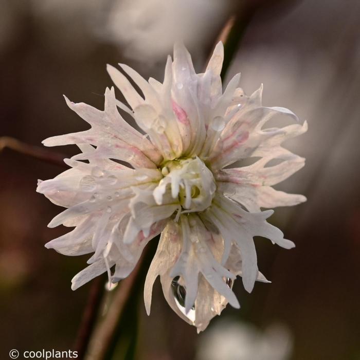 Lychnis 'Petit Henri' plant