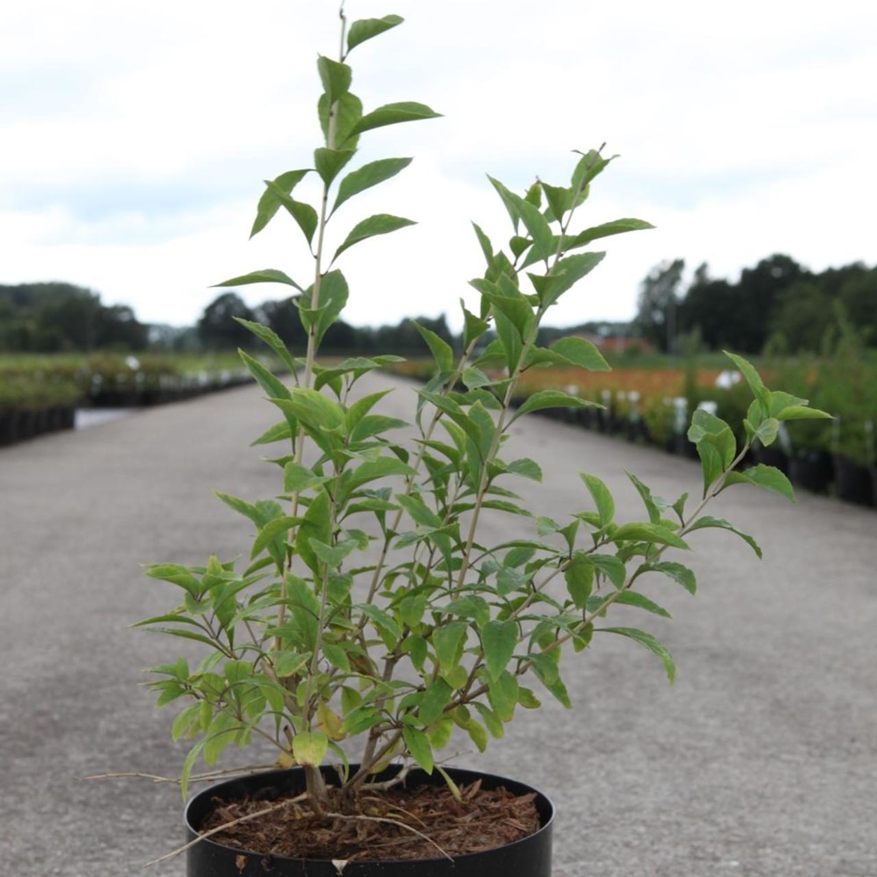 Lycium barbarum 'Big Lifeberry' plant