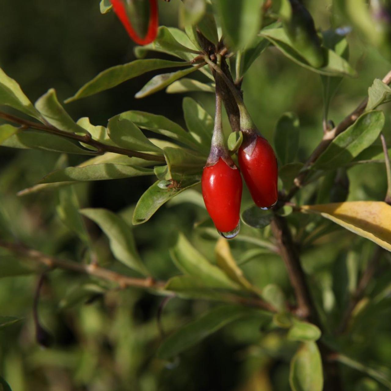 Lycium barbarum 'Sweet Lifeberry' plant