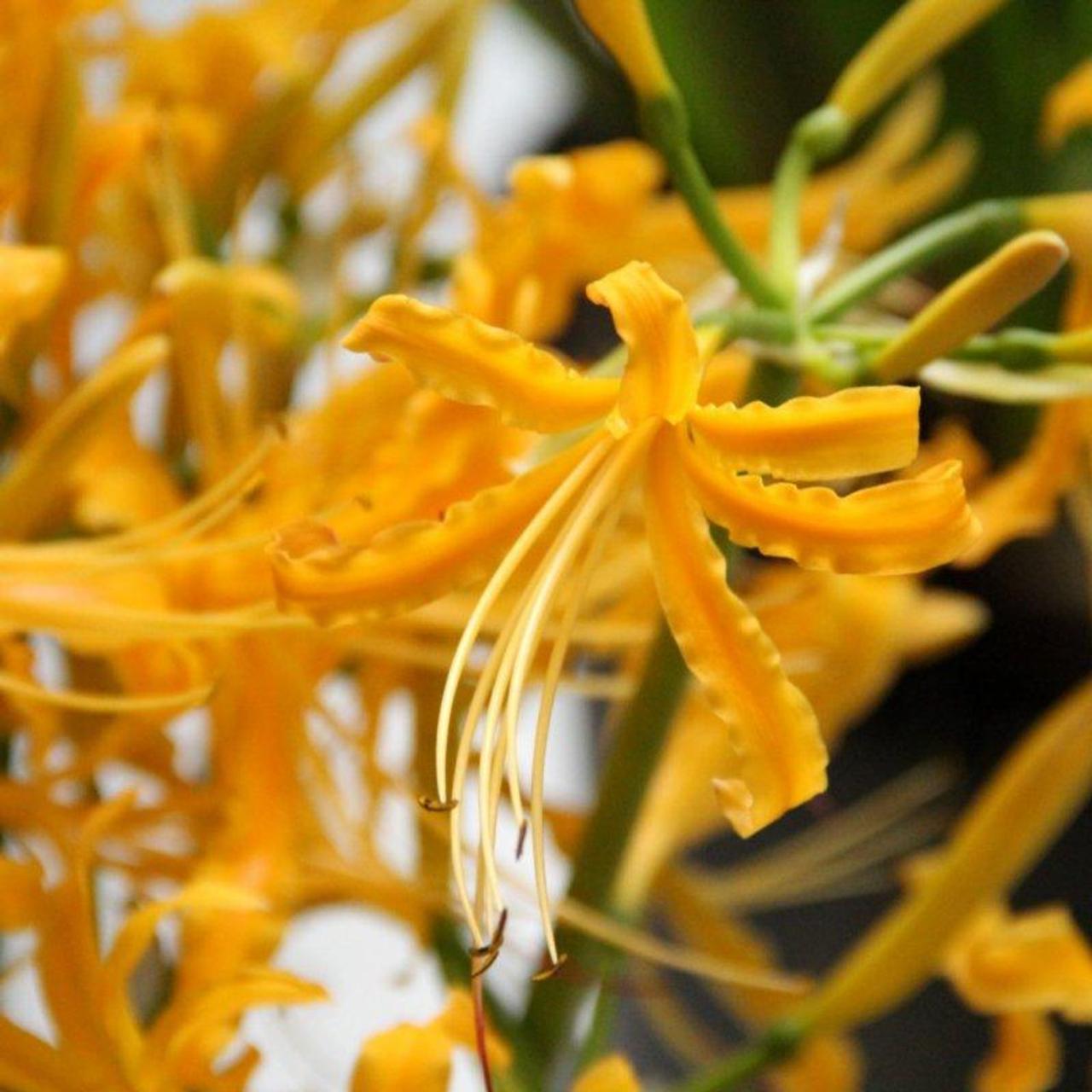 Lycoris aurea plant