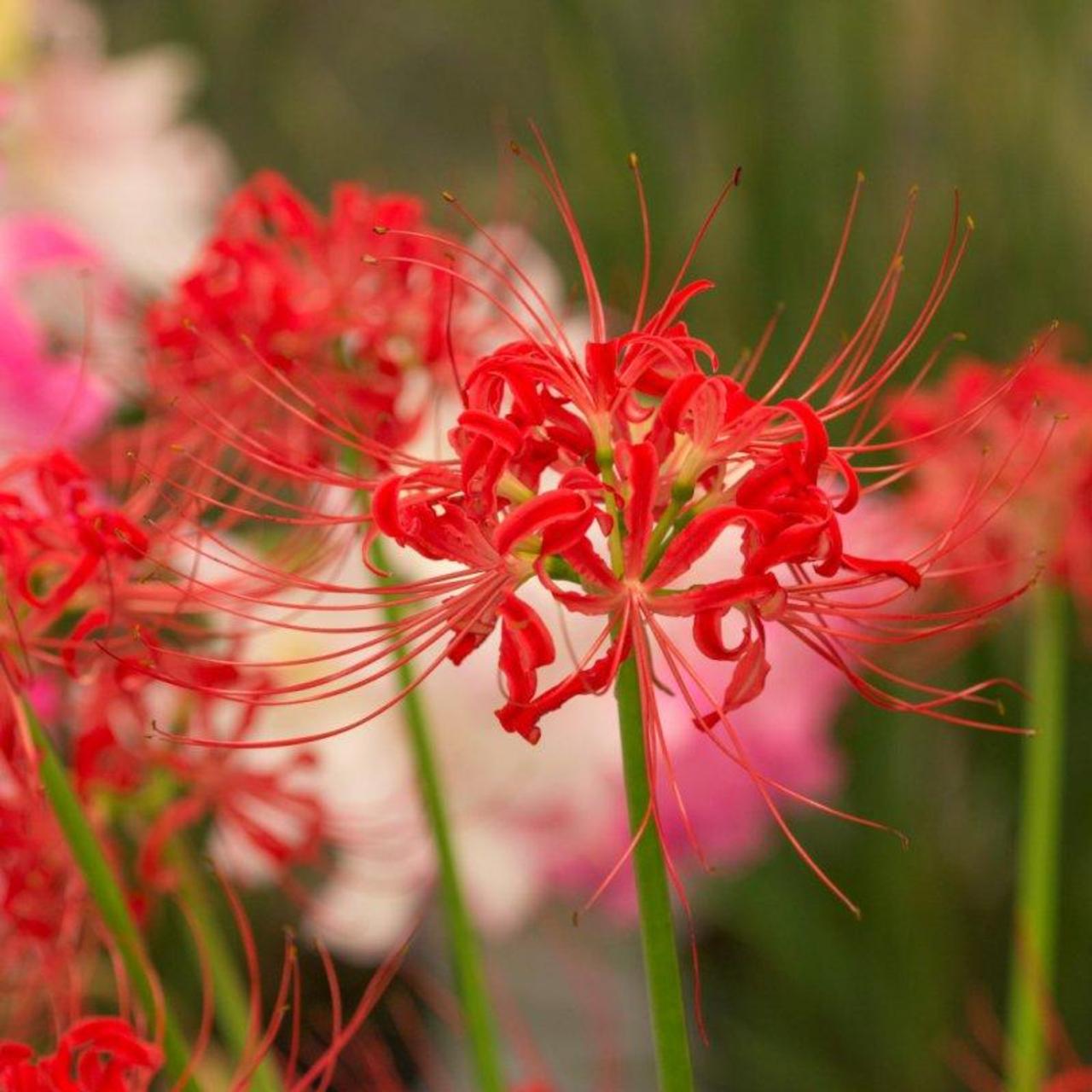 Lycoris radiata plant