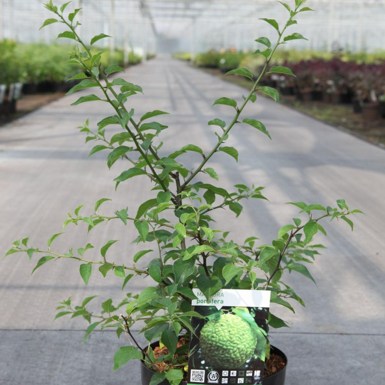 Maclura pomifera plant