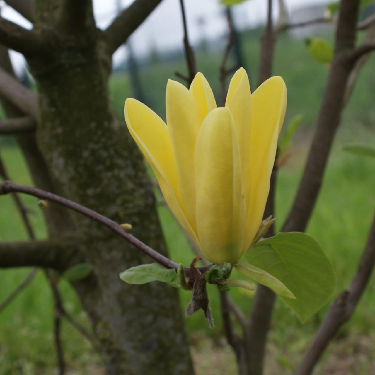 Magnolia 'Daphne' plant