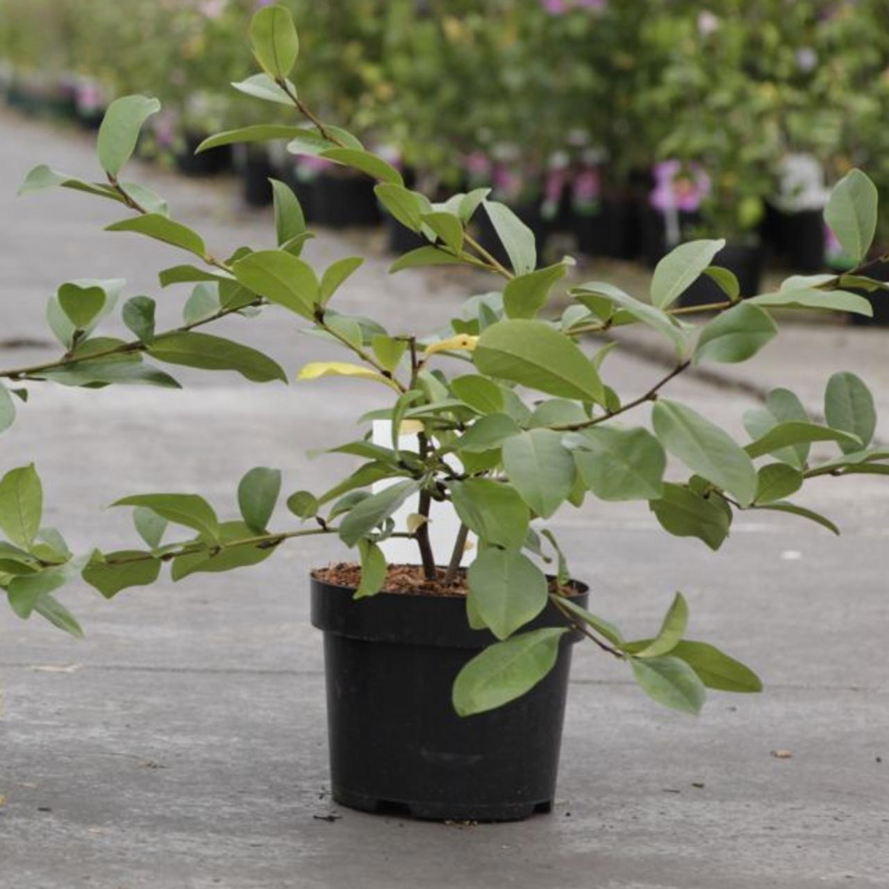 Magnolia 'Fairy Blush' plant