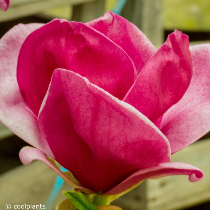 Magnolia 'Genie' plant