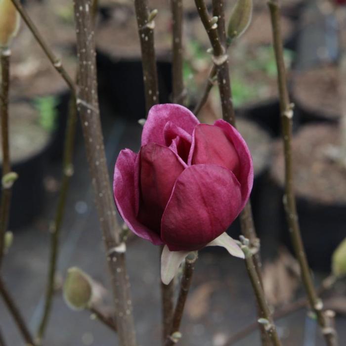 Magnolia 'Genie' plant