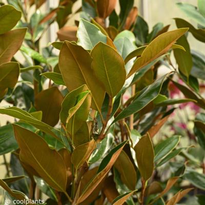 magnolia-grandiflora-little-gem