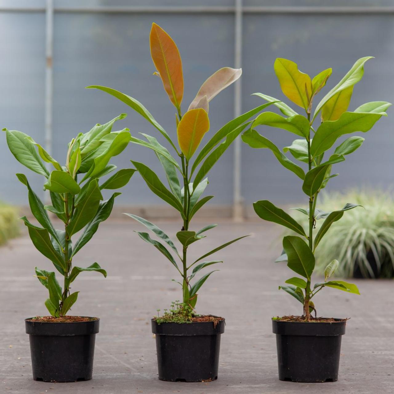 Magnolia grandiflora plant