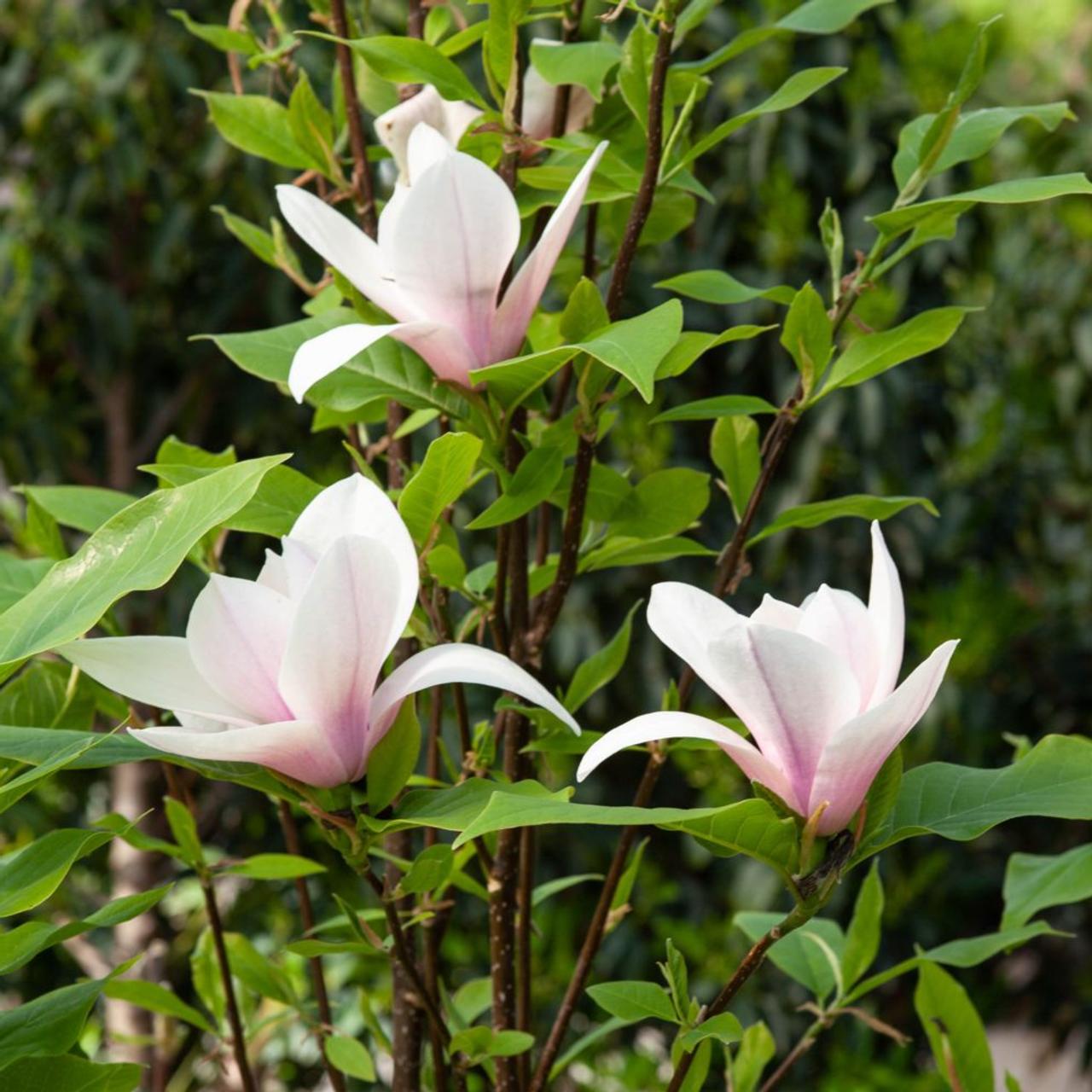 Magnolia 'Heaven Scent' plant