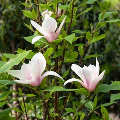 magnolia-heaven-scent