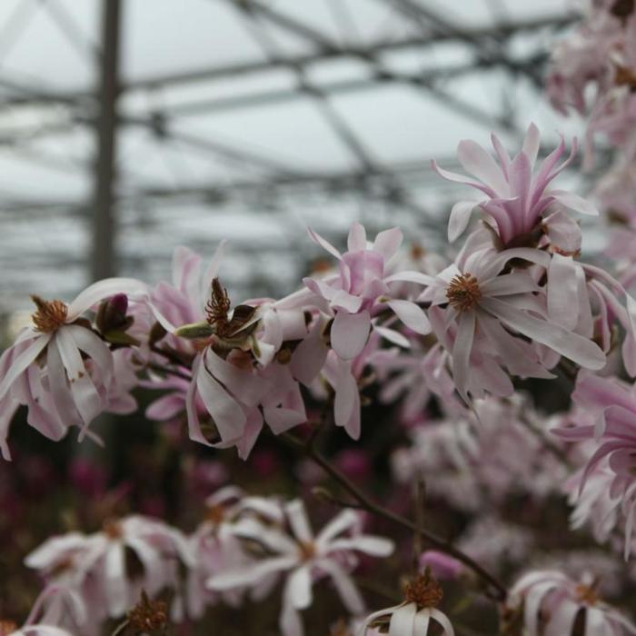 Magnolia loebneri 'Leonard Messel' plant