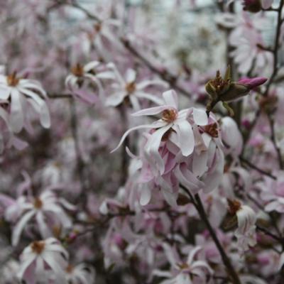 magnolia-loebneri-leonard-messel