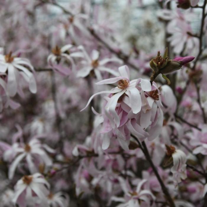 Magnolia loebneri 'Leonard Messel' plant