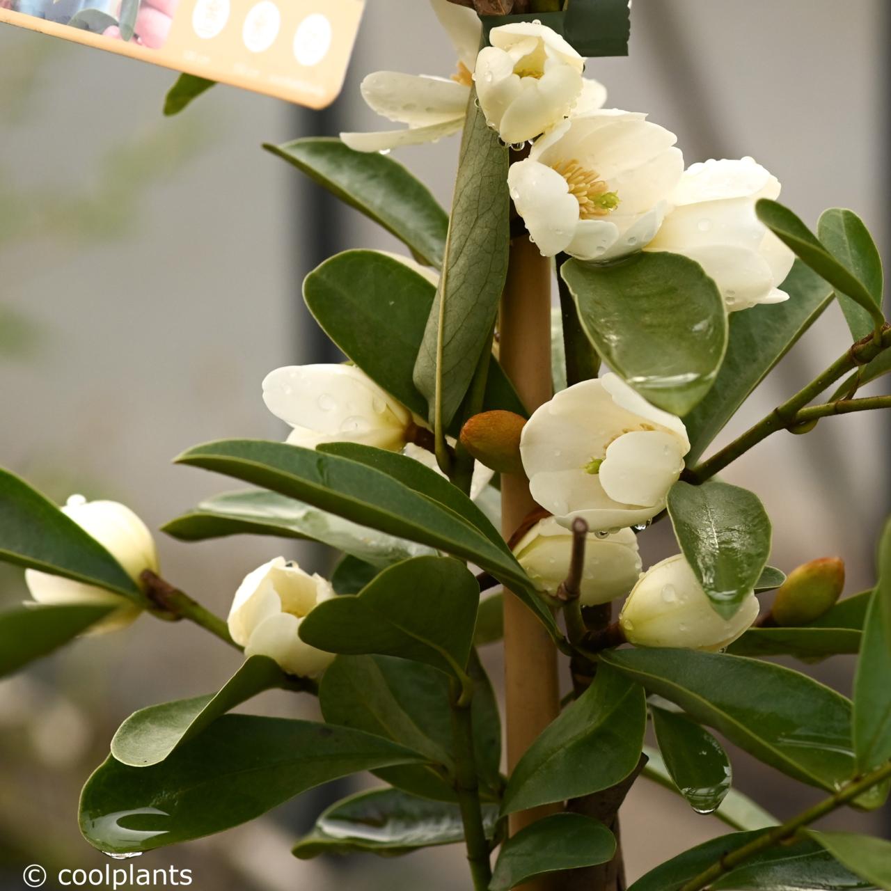Magnolia loebneri 'Vanilla Pearls' plant
