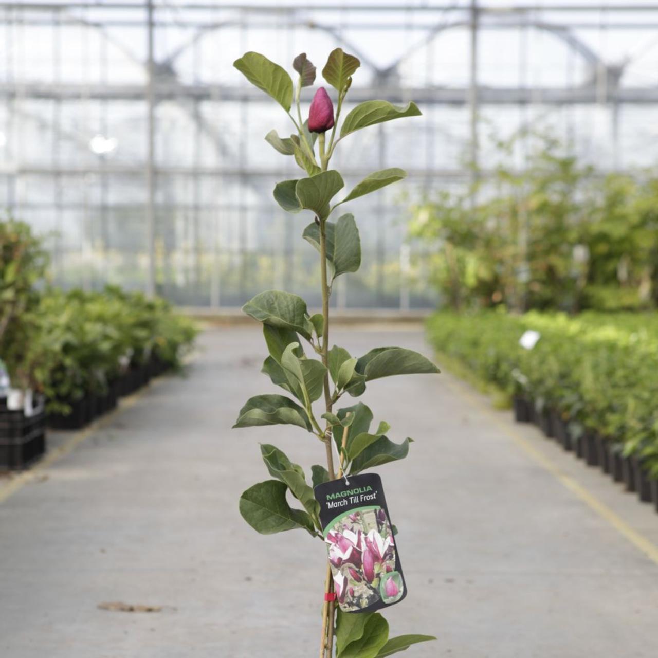 Magnolia 'March Till Frost' plant