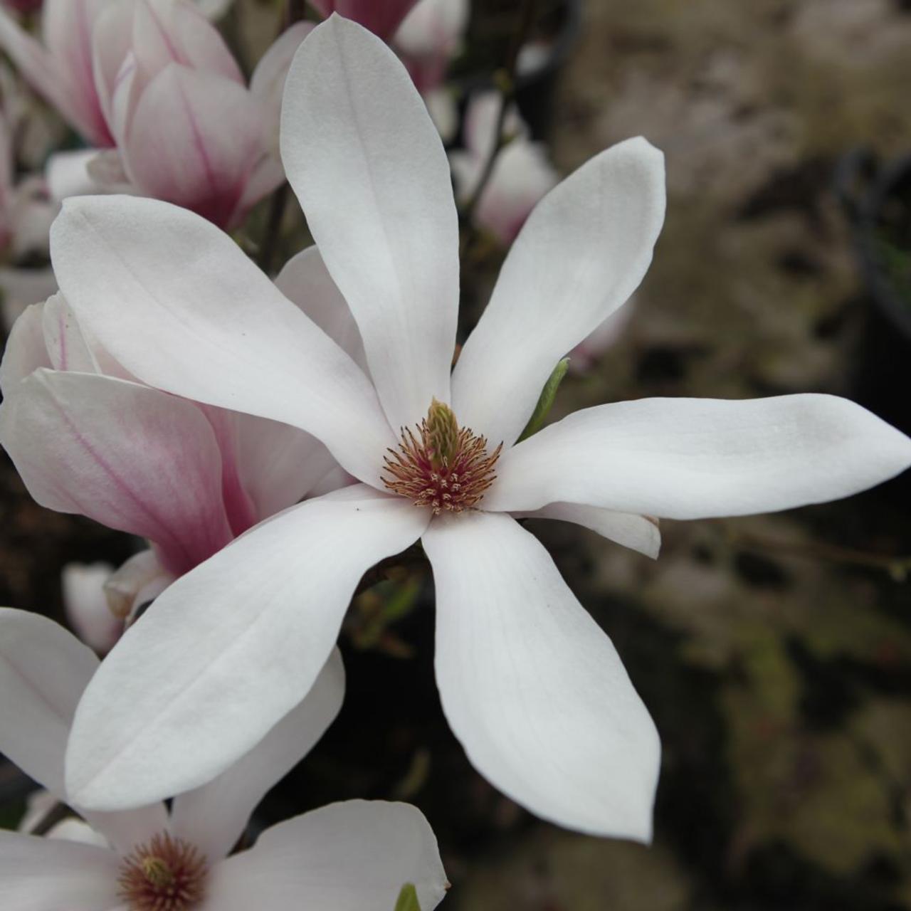 Magnolia soulangeana plant