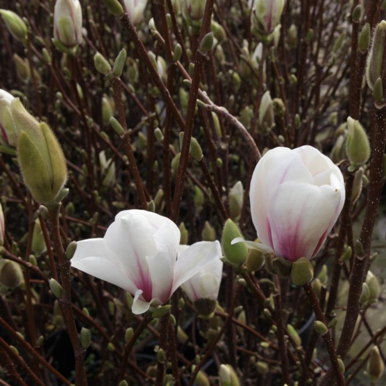 Magnolia x soulangeana 'Alba Superba' plant