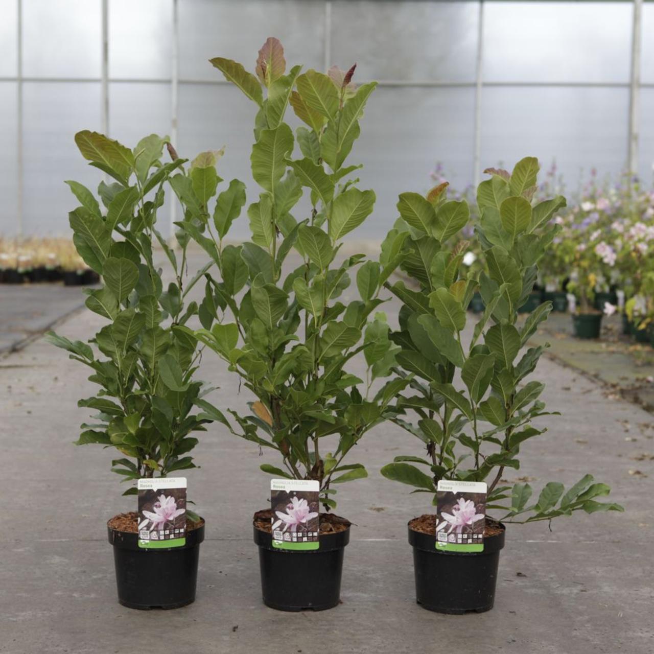 Magnolia stellata 'Rosea' plant