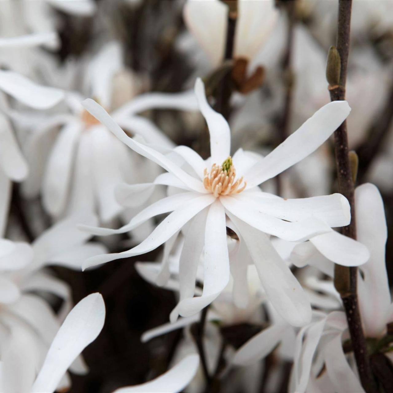 Magnolia stellata 'Royal Star' plant