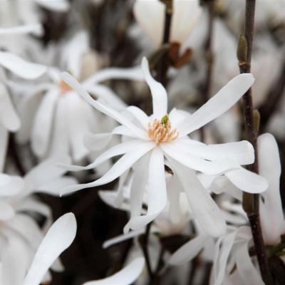 magnolia-stellata-royal-star