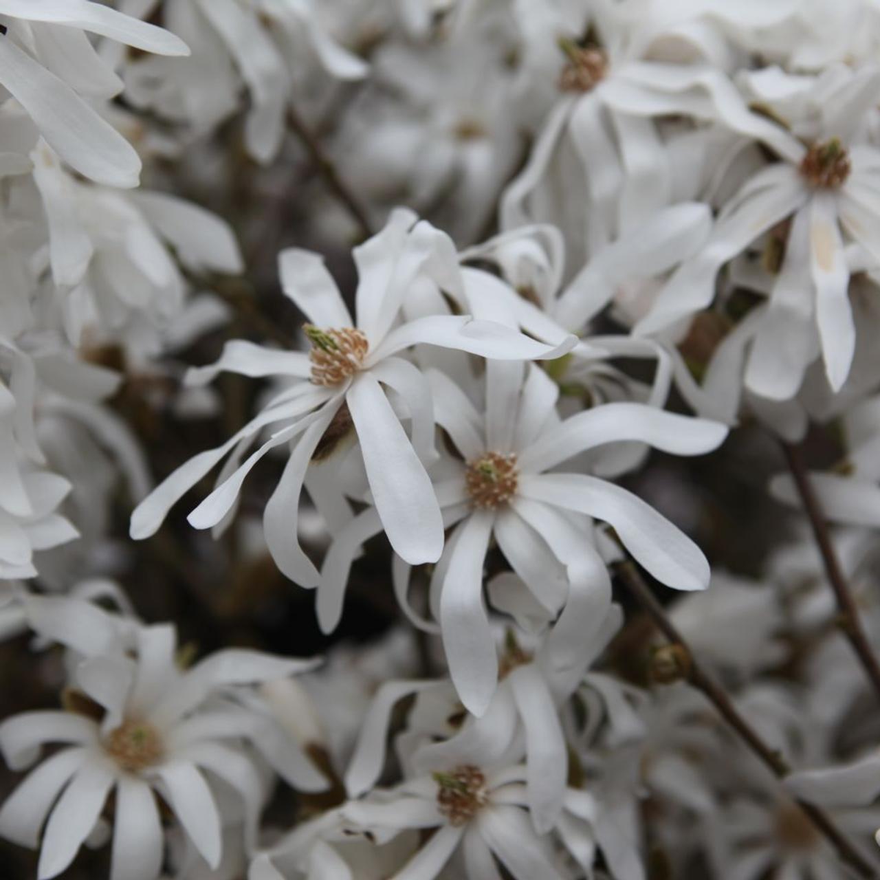 Magnolia stellata plant