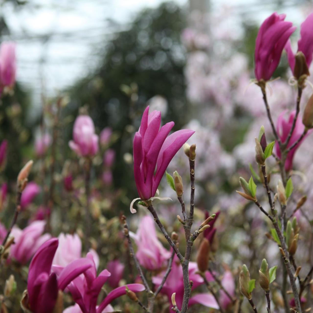 Magnolia 'Susan' plant